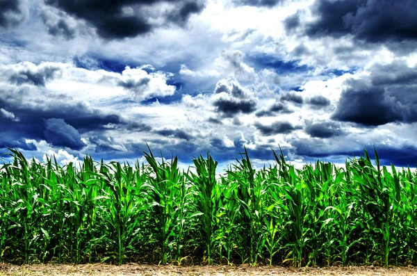 Los rayos del sol penetran a través de las nubes de trueno sobre el campo de maíz . — Foto de Stock