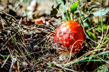 Amanita güneş tarafından aydınlatılmış çim.