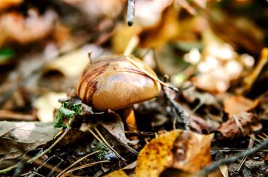 Ormanda düşen yapraklar arasında mantar. Köknar ağacı iğneler mantar bir baş, Kuru.