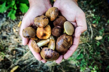 Mantar seçici toplanan porcini elinde tutar..