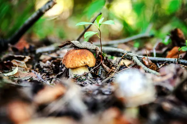 Um pequeno cogumelo branco sob um pequeno broto na floresta . — Fotografia de Stock
