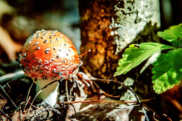 Uma pequena mosca agárica à luz do sol . — Fotografia de Stock