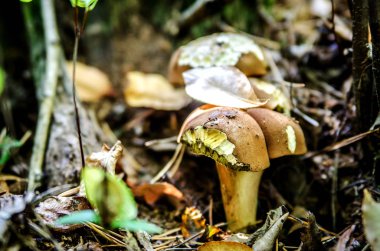 Küçük bir beyaz mantar çift şapkalı, pimped hayvanlar.