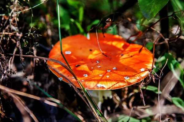 Amanita com um chapéu plano entre a grama ao sol . — Fotografia de Stock