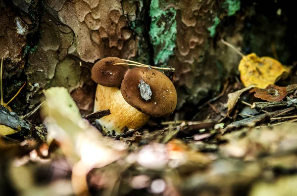 Um pequeno fungo branco duplo cresce sob uma árvore entre a folhagem seca . — Fotografia de Stock