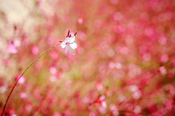 Une petite fleur de Gaur Lindhammer sur fond de nombreuses fleurs roses . — Photo