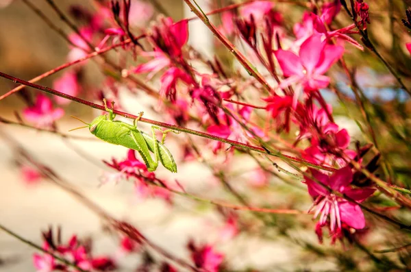 Une sauterelle verte pend sur l'une des tiges de la fleur Gaur Lindhammer serrant la tige avec ses pattes . — Photo