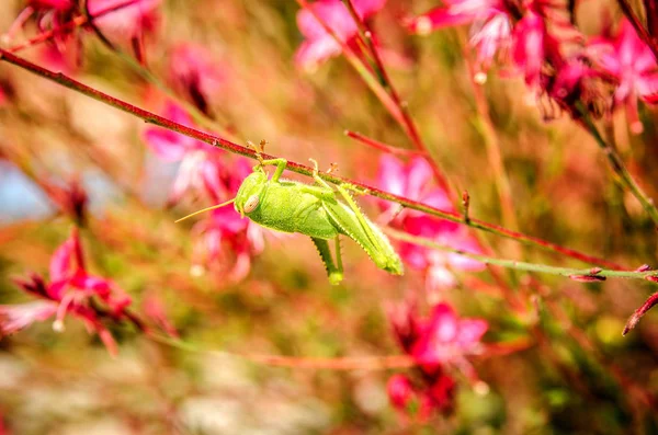 Une sauterelle verte parmi les fleurs roses Gaur Lindhammer tient des pattes pour la tige d'une des fleurs . — Photo
