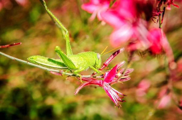 Une sauterelle verte est assise sur une fleur rose Gaur Lindhammer . — Photo