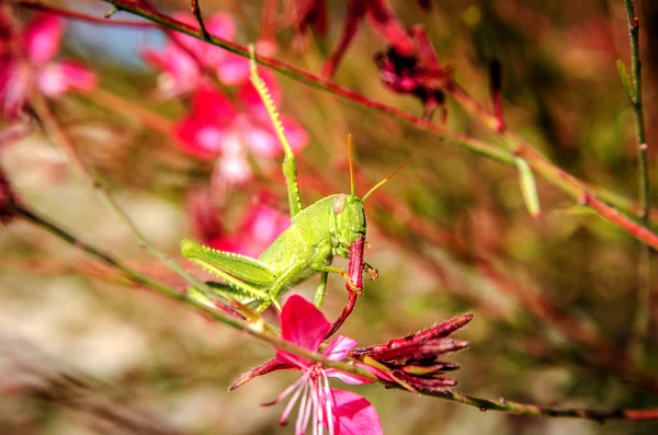 Une sauterelle verte boit du nectar de la fleur de Gaur Lindhammer . — Photo
