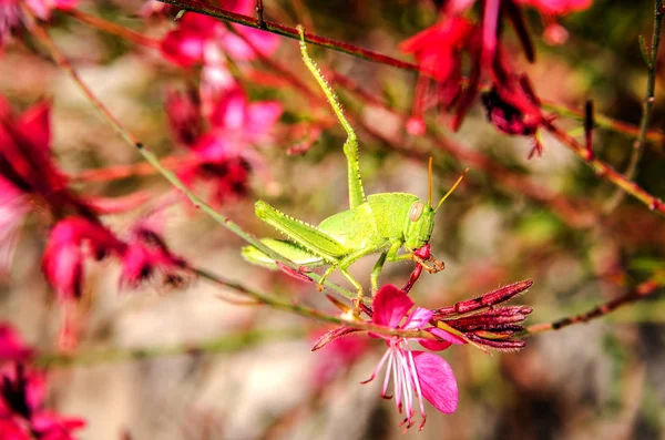 Une sauterelle verte sur la fleur de Gaur Lindhammer . — Photo