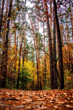 Bir yolu düşen yapraklar sararmış ağaçların ve uzun boylu pines bir sürü sonbahar bir ormandaki ile mayınları.