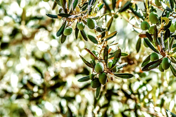 Green olives in the sun on a branch of an olive tree.