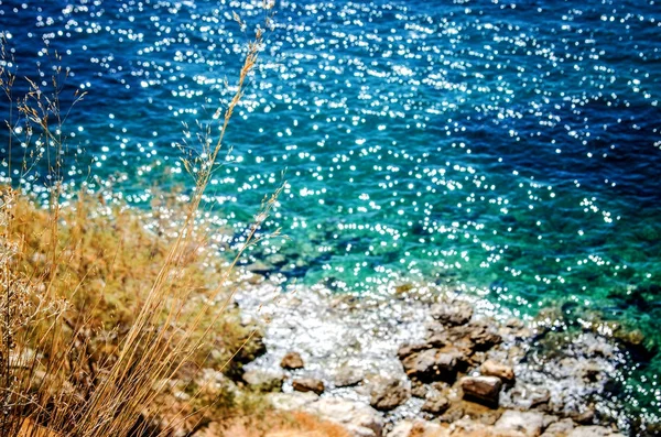ターコイズ ブルーの海のキラキラと輝く表面の背景に乾いた草の芽. — ストック写真