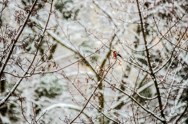 Small Bullfinch Sits Branch Snow Covered Trees — Stock Photo, Image