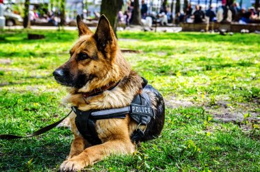 Polis çoban köpeği güneş çim üzerinde yalan.
