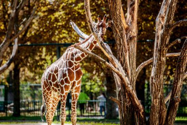 Zürafa bir ağacın kabuğunu ısırdı..