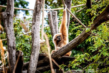 Gibbon bir ipe tutunur, el ele tutuşur..