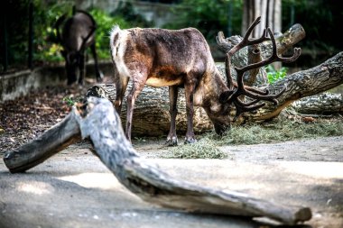 Viyana Hayvanat Bahçesi 'ndeki ren geyiği. Avusturya.