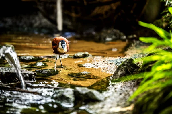 Afrikanische Jacana Sucht Nahrung Wasser — Stockfoto