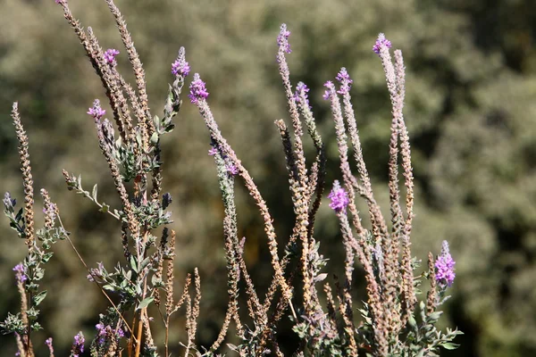 Sabah İsrail kuzeyinde dağlarda 