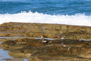 Akdeniz kıyısında 