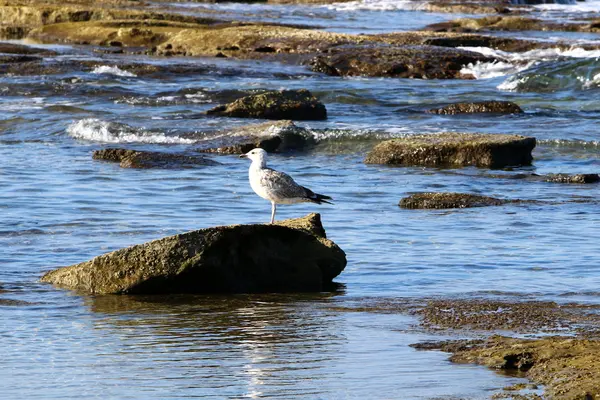 Orilla del Mar Mediterráneo —  Fotos de Stock