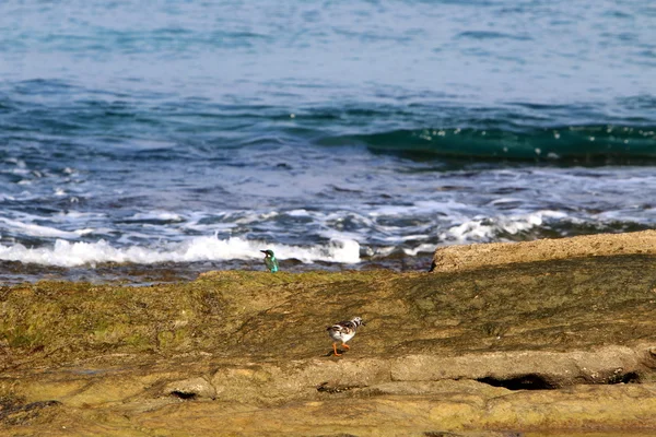 Côte De La Mer Méditerranéenne — Photo