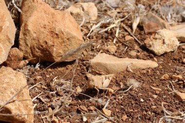 çok küçük böcek 