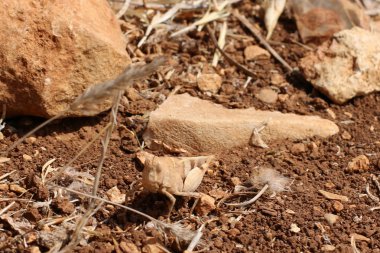 çok küçük böcek 