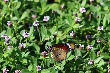 çok küçük böcek 
