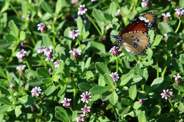 çok küçük böcek 