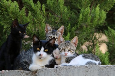 A evde beslenen hayvan öldü 
