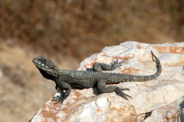 Kertenkele bir taşın üzerinde oturuyor 