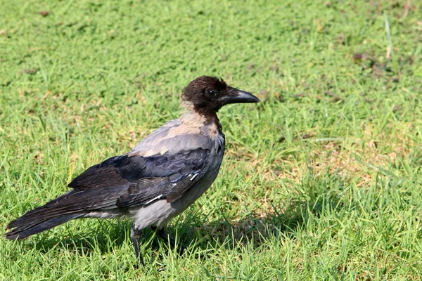 Crow on the bank — Stock Photo, Image