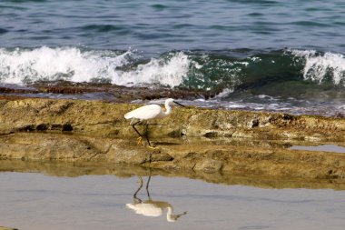 Sahilde ak balıkçıl 
