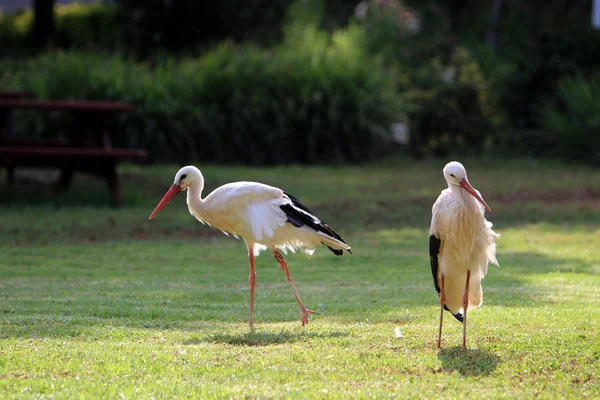 Stork on the meadow — Stock Photo, Image