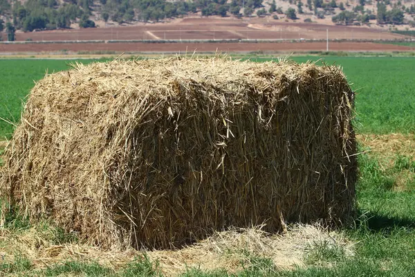 Det ligger i halmen — Stockfoto