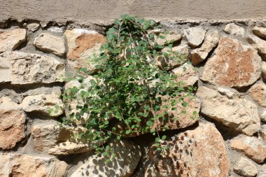 Doğa yakın çekim resimleri 