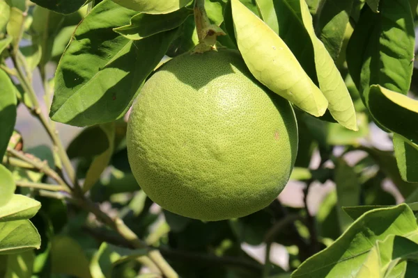 Frutta matura sull'albero — Foto Stock