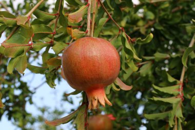 Olgun meyve ağaçta 