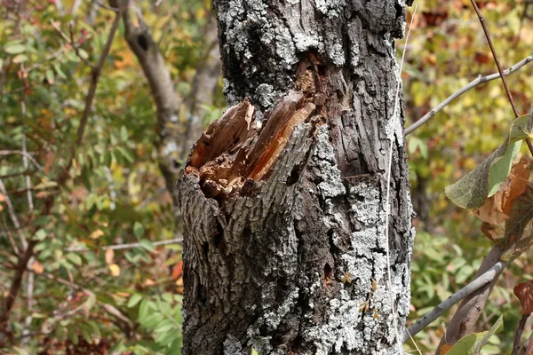 Pictures of nature close-up — Stock Photo, Image