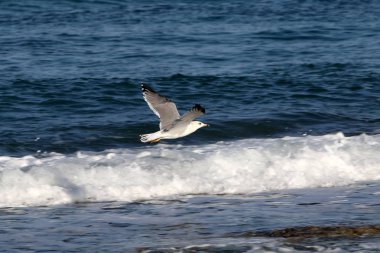 Akdeniz kıyısında 