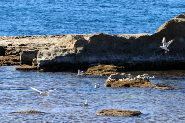 Antik Akko-denizde eski bir kale 