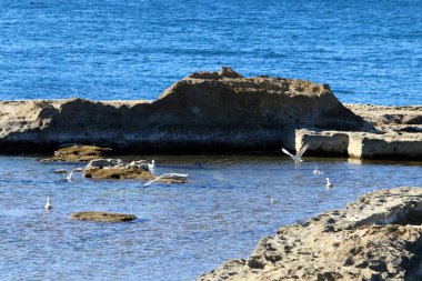 Antik Akko-denizde eski bir kale 