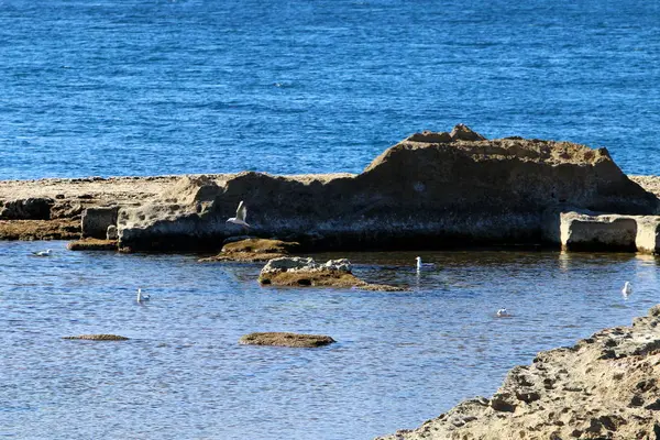 Antik Akko-denizde eski bir kale — Stok fotoğraf