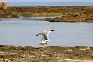 Akdeniz kıyısında 