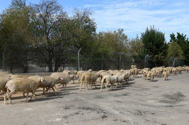koyun sürüsü yoldur 