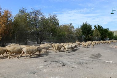 koyun sürüsü yoldur 