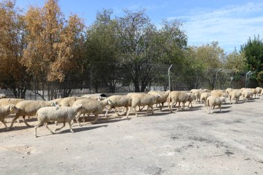 koyun sürüsü yoldur 